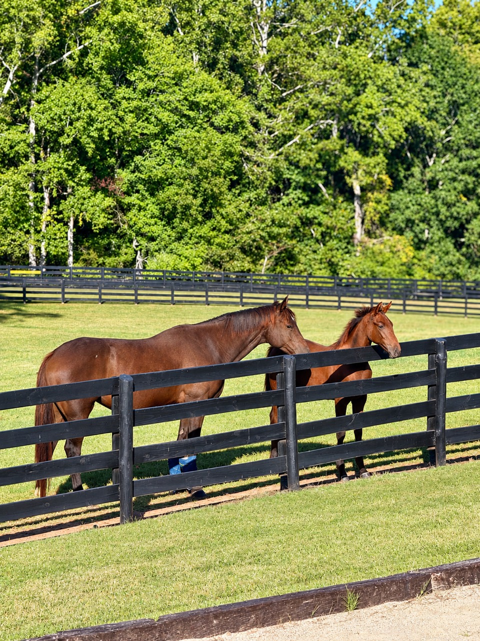 Two horses in a green paddock